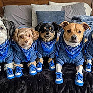Gucci joined the competition — help win amazing prizes! dogs, five_dogs, pets, canine, group_portrait, matching_outfits, blue_jackets, bandanas, sneakers, shoes, indoor, bedroom, bed, blanket, pillows, black_blanket, sitting, looking_at_camera, cute, fashion