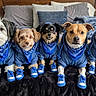 dogs, five_dogs, pets, canine, group_portrait, matching_outfits, blue_jackets, bandanas, sneakers, shoes, indoor, bedroom, bed, blanket, pillows, black_blanket, sitting, looking_at_camera, cute, fashion