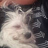 Gucci is registered to the contest to win money with this photo: dog, small_dog, white_dog, fluffy, long_hair, pet, animal, sleeping, relaxed, sitting, lap, person, black_clothing, rhinestones, indoor, portrait, close_up, fur, nose, cute