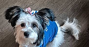Gucci joined the competition — help win amazing prizes! dog, small_dog, fluffy, blue_outfit, clothing, bow, white_fur, black_fur, long_hair, tail, ears, puppy, pet, animal, indoors, wooden_floor, portrait, looking_up, cute, fashionable