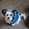 dog, small_dog, fluffy, blue_outfit, clothing, bow, white_fur, black_fur, long_hair, tail, ears, puppy, pet, animal, indoors, wooden_floor, portrait, looking_up, cute, fashionable