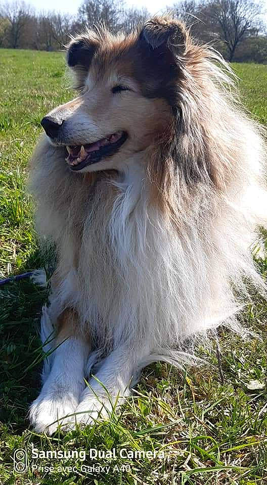Dakota Beauty participe au concours pour gagner de l'argent avec cette photo : ancient_dog_breeds, canidae, carnivore, collie, companion_dog, dog, dog_breed, herding_dog, mammal, rough_collie, scotch_collie, shetland_sheepdog, vertebrate