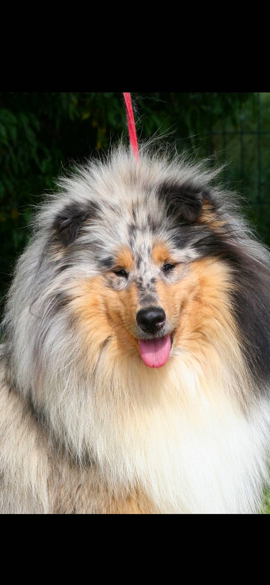 Jelly Blue Bell participe au concours pour gagner de l'argent avec cette photo : ancient_dog_breeds, australian_collie, australian_shepherd, canidae, carnivore, collie, companion_dog, dog, dog_breed, german_spitz, herding_dog, keeshond, mammal, rare_breed_dog, rough_collie, scotch_collie, shetland_sheepdog, vertebrate