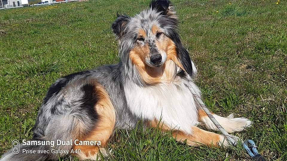 Jelly Blue Bell a rejoint le concours — aidez-le/la à gagner de superbes lots ! australian_collie, australian_shepherd, canidae, carnivore, collie, companion_dog, dog, dog_breed, herding_dog, mammal, rare_breed_dog, rough_collie, scotch_collie, shetland_sheepdog, smooth_collie, terrier, vertebrate, working_dog