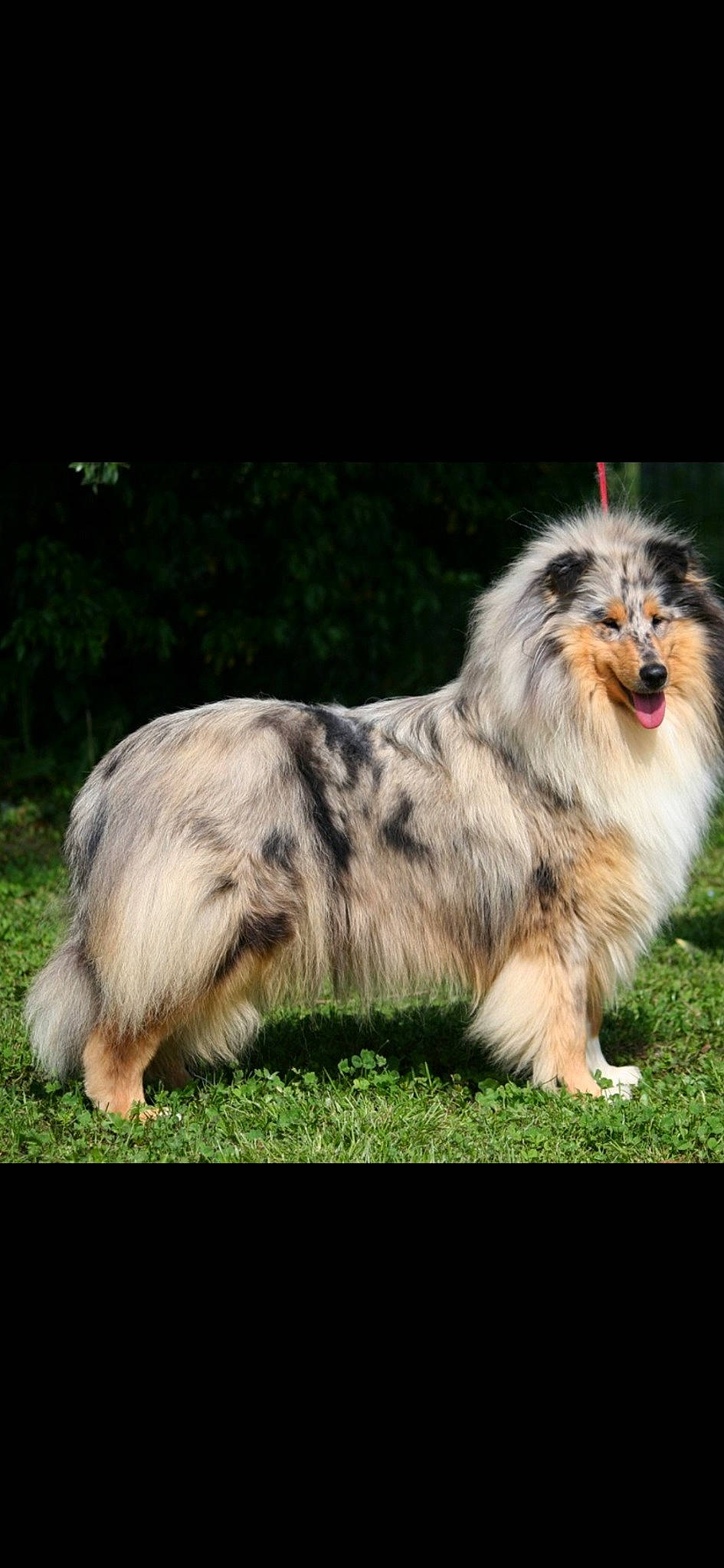 Jelly Blue Bell a rejoint le concours — aidez-le/la à gagner de superbes lots ! australian_shepherd, canidae, carnivore, collie, companion_dog, dog, dog_breed, mammal, miniature_australian_shepherd, rare_breed_dog, scotch_collie, shetland_sheepdog, vertebrate