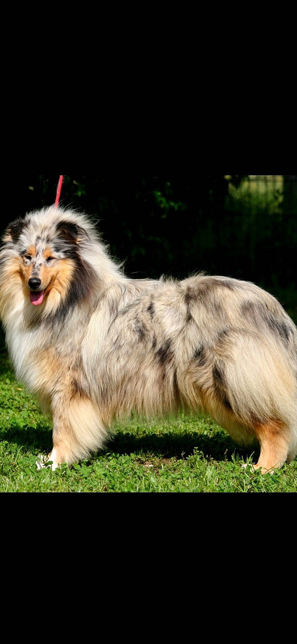 Jelly Blue Bell a rejoint le concours — aidez-le/la à gagner de superbes lots ! australian_shepherd, canidae, carnivore, collie, companion_dog, dog, dog_breed, mammal, rare_breed_dog, rough_collie, scotch_collie, shetland_sheepdog, vertebrate