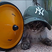 Lyly participe au concours pour gagner de l'argent avec cette photo : animal, cap, cat, close_up, curious, eyes, face, floor, fur, gray_cat, hat, household_items, indoor, kettlebell, paws, pet, plant, resting, sport_equipment, yellow_wheel