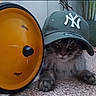 animal, cap, cat, close_up, curious, eyes, face, floor, fur, gray_cat, hat, household_items, indoor, kettlebell, paws, pet, plant, resting, sport_equipment, yellow_wheel
