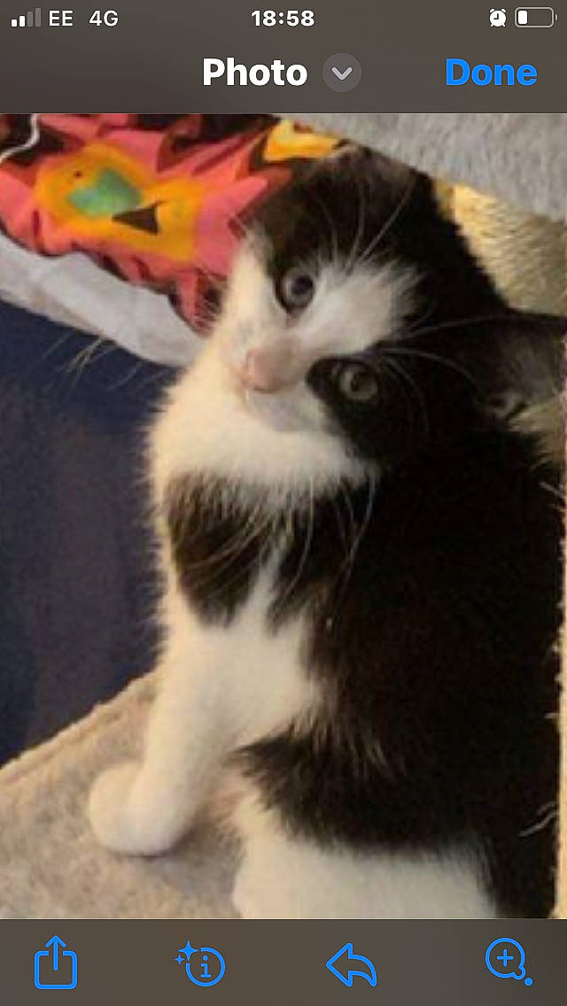 Alice is registered to the contest to win money with this photo: carnivore, cat, claw, domestic_short_haired_cat, felidae, fur, paw, photo_caption, rectangle, small_to_medium_sized_cats, snout, tail, terrestrial_animal, whiskers