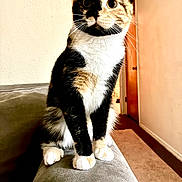 Pookie is registered to the contest to win money with this photo: big_eyes, calico, carpet, cat, close_up, couch, curious, cute, domestic_cat, doorway, fur, indoor, living_room, paws, pet, portrait, sitting, sofa_arm, wall, whiskers