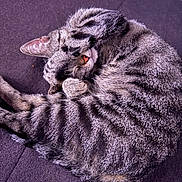 Tokyo a rejoint le concours — aidez-le/la à gagner de superbes lots ! cat, tabby, sleeping, paw, cozy, fur, striped, pet, animal, resting, cute, indoor, relaxed, whiskers, ears, napping, soft, feline, couch, domestic_cat