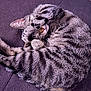 cat, tabby, sleeping, paw, cozy, fur, striped, pet, animal, resting, cute, indoor, relaxed, whiskers, ears, napping, soft, feline, couch, domestic_cat