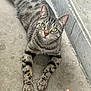 Tokyo a rejoint le concours — aidez-le/la à gagner de superbes lots ! cat, tabby_cat, green_eyes, animal, pet, feline, lying_down, concrete, urban, gray, curious, close_up, stretching, whiskers, ears, paws, striped, small_object, elmo_sticker, outdoor