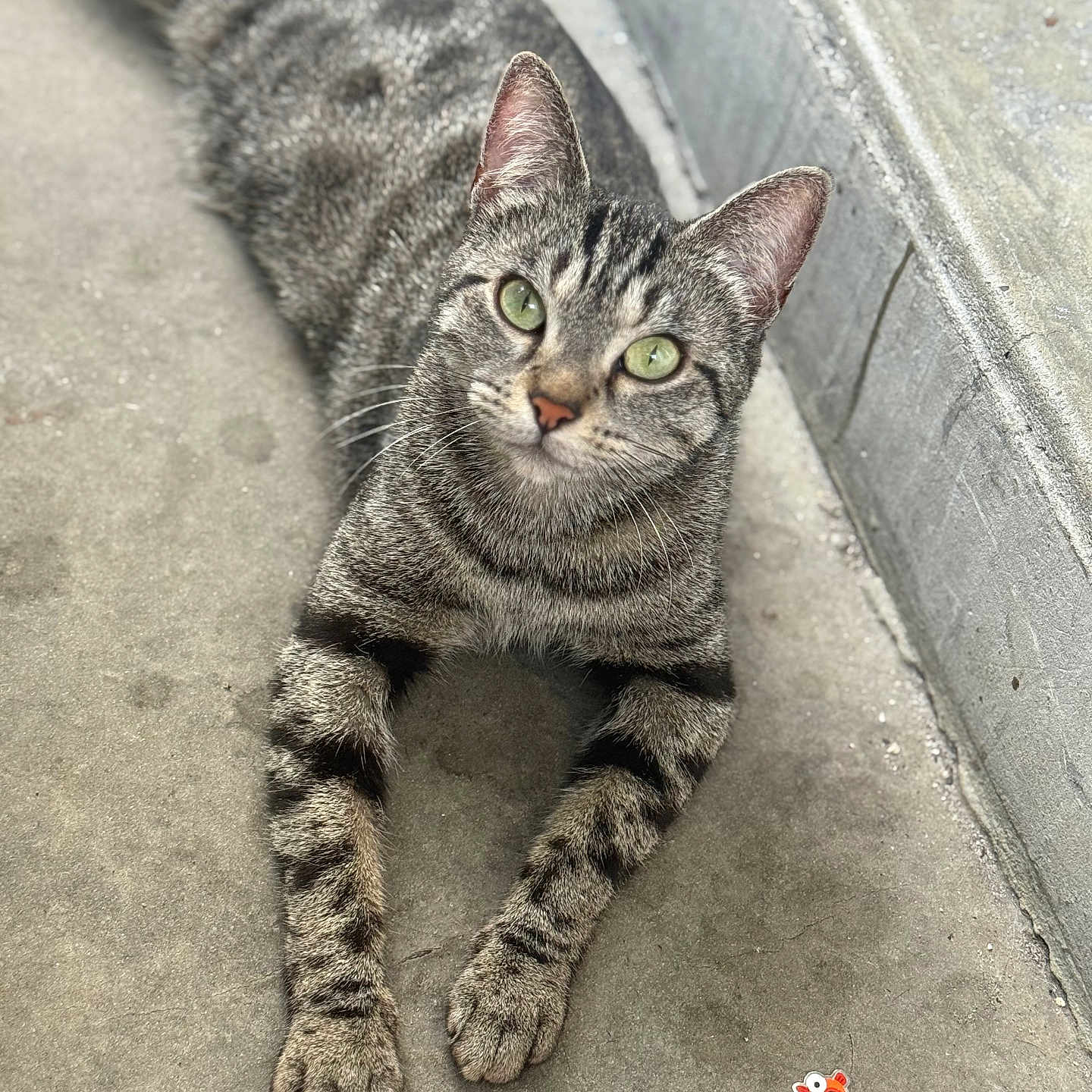 Tokyo a rejoint le concours — aidez-le/la à gagner de superbes lots ! animal, cat, close_up, concrete, curious, ears, elmo_sticker, feline, gray, green_eyes, lying_down, outdoor, paws, pet, small_object, stretching, striped, tabby_cat, urban, whiskers