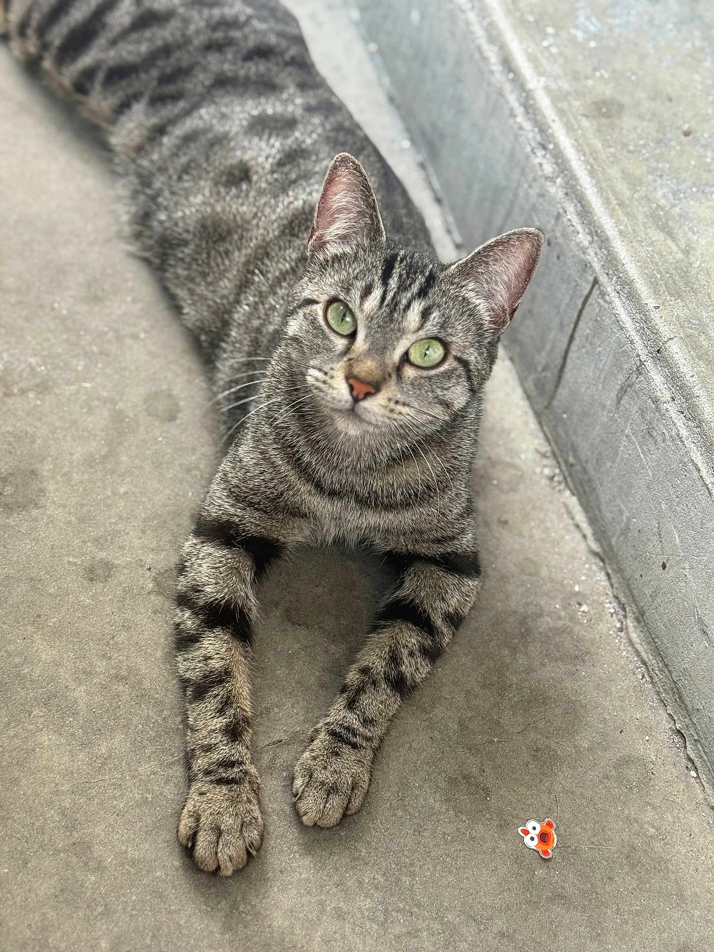 Tokyo a rejoint le concours — aidez-le/la à gagner de superbes lots ! cat, tabby_cat, green_eyes, animal, pet, feline, lying_down, concrete, urban, gray, curious, close_up, stretching, whiskers, ears, paws, striped, small_object, elmo_sticker, outdoor