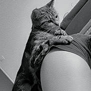 Moon a rejoint le concours — aidez-le/la à gagner de superbes lots ! cat, tabby_cat, animal, pet, feline, shoulder, human, person, clothing, black_and_white, indoor, curious, closeup, fur, ears, whiskers, paw, resting, companion, cute