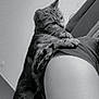 cat, tabby_cat, animal, pet, feline, shoulder, human, person, clothing, black_and_white, indoor, curious, closeup, fur, ears, whiskers, paw, resting, companion, cute