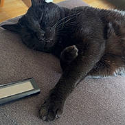 Sam participe au concours pour gagner de l'argent avec cette photo : black_cat, sleeping, cat, couch, remote_control, indoor, pet, feline, cozy, relaxed, paw, fur, whiskers, animal, resting, domestic_cat, home, nap, soft, quiet