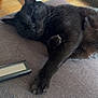 black_cat, sleeping, cat, couch, remote_control, indoor, pet, feline, cozy, relaxed, paw, fur, whiskers, animal, resting, domestic_cat, home, nap, soft, quiet