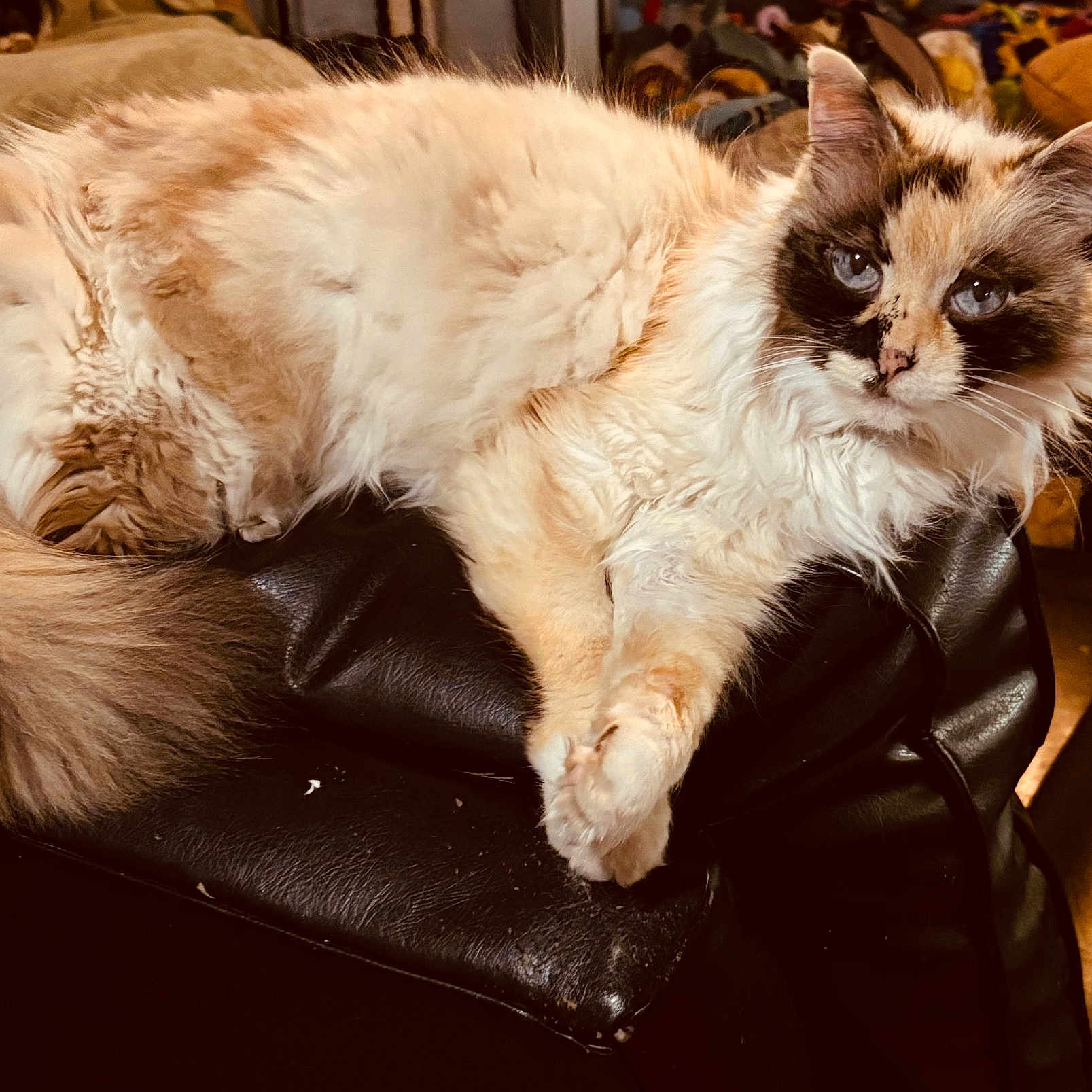 C.c is registered to the contest to win money with this photo: angora, animal, architecture, armchair, building, cat, cattle, chair, couch, cow, cushion, furniture, homedecor, indoors, kitten, livestock, livingroom, manx, pet, siamese