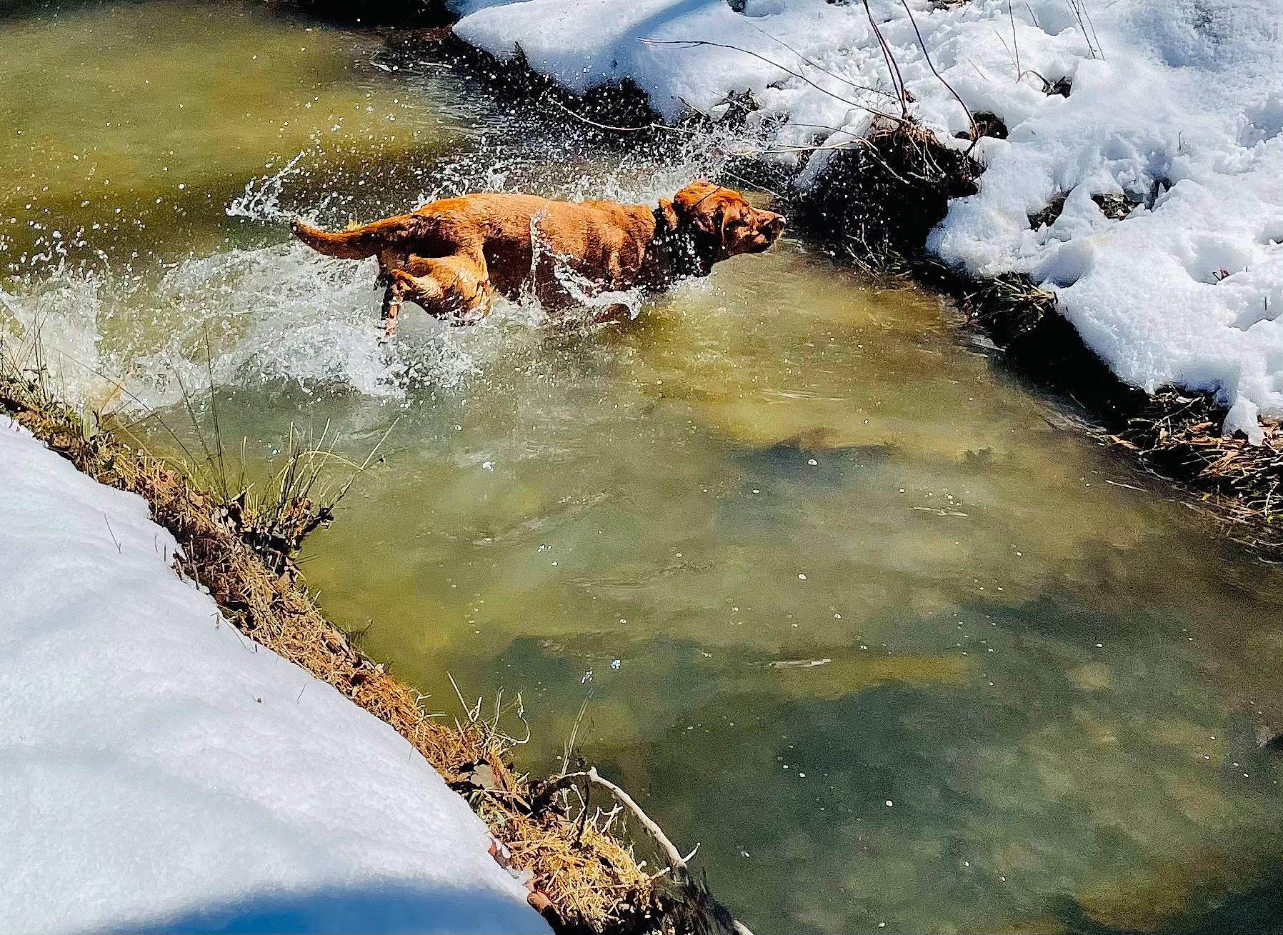 Mel is registered to the contest to win money with this photo: bank, carnivore, fluvial_landforms_of_streams, freezing, geological_phenomenon, lake, landscape, melting, natural_landscape, reflection, snow, stream, tail, terrestrial_animal, tiger, vertebrate, water, water_resources, watercourse, winter