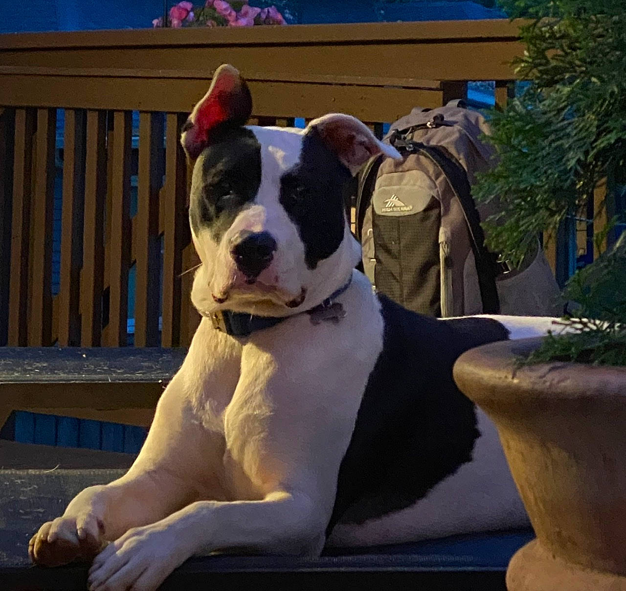 Rufus is registered to the contest to win money with this photo: american_bulldog, american_pit_bull_terrier, american_staffordshire_terrier, bully_kutta, canidae, carnivore, companion_dog, dog, dog_breed, fawn, great_dane, mammal, non_sporting_group, olde_english_bulldogge, pit_bull, rare_breed_dog, snout, sporting_group, valley_bulldog, vertebrate