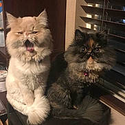 Elvis is registered to the contest to win money with this photo: animal, cat, cream_cat, cute, domestic_cat, drawer, ears, eyes, feline, fluffy_cat, furniture, indoor, long_hair, pet, sitting, tail, tortoiseshell_cat, two_cats, whiskers, window_blinds