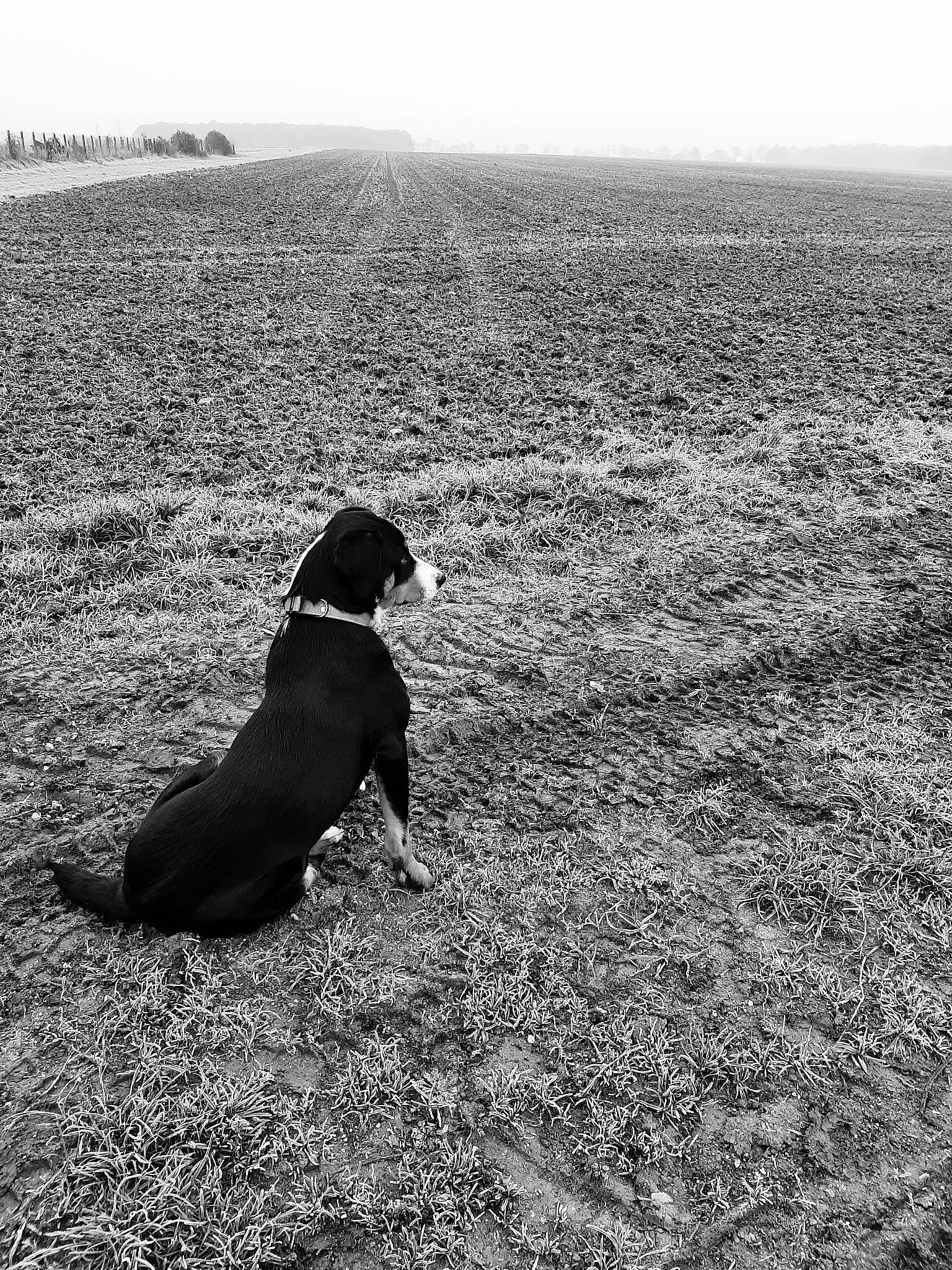 Shaggy a rejoint le concours — aidez-le/la à gagner de superbes lots ! black_and_white, carnivore, dog, dog_breed, grass, grassland, horizon, landscape, monochrome, monochrome_photography, ocean, people_in_nature, sand, shadow, sky, soil, sporting_group, tail, tints_and_shades, working_animal