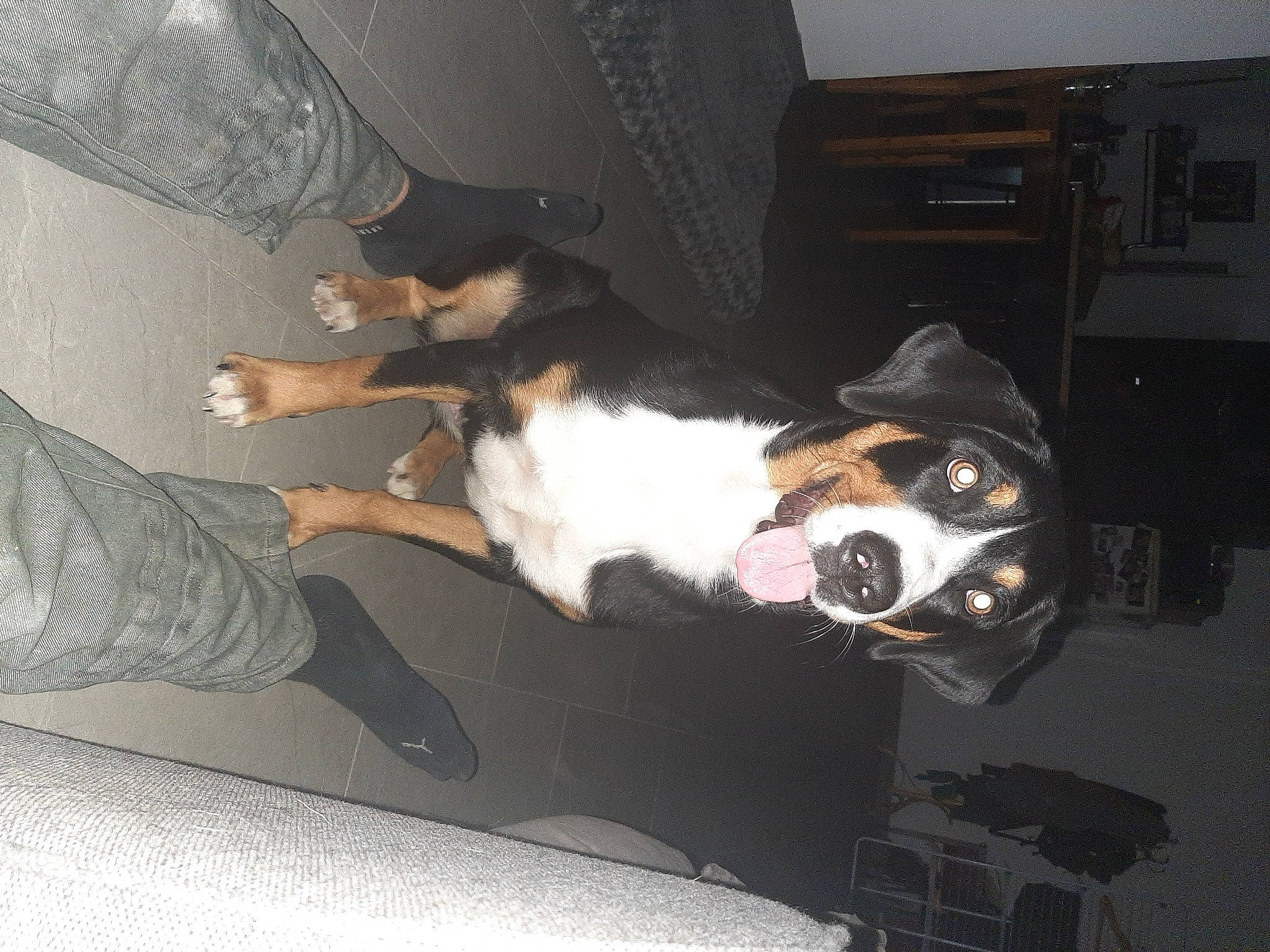 Shaggy participe au concours pour gagner de l'argent avec cette photo : auto_part, automotive_exterior, canidae, car_seat, carnivore, collar, comfort, companion_dog, dog, dog_breed, fur, human_leg, lap, scent_hound, snout, sporting_group, tail, vehicle_door, whiskers, windshield