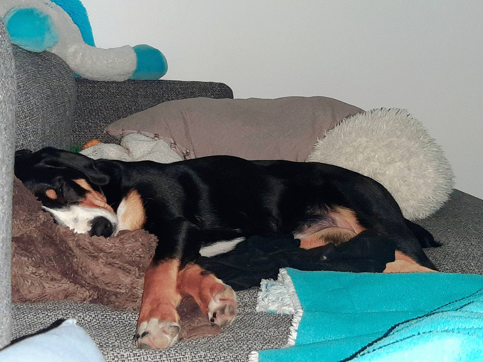 Shaggy participe au concours pour gagner de l'argent avec cette photo : canidae, carnivore, comfort, companion_dog, couch, dog, dog_breed, dog_supply, linens, mammal, nap, paw, scent_hound, sporting_group, studio_couch, tail, terrestrial_animal, working_animal, working_dog