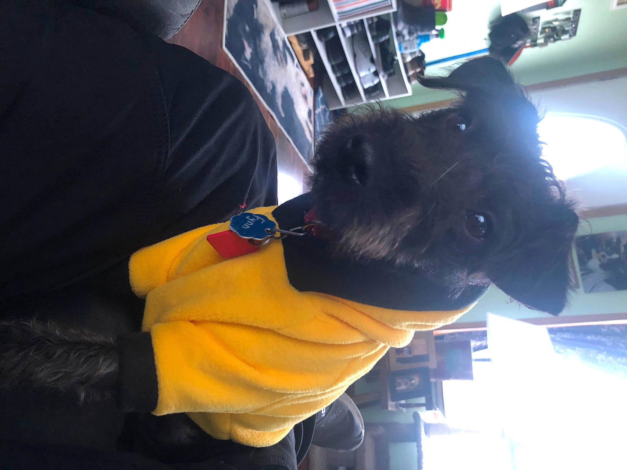 Fynn joined the competition — help win amazing prizes! audio_equipment, carnivore, comfort, companion_dog, dog_breed, electric_blue, eyewear, fun, fur, hat, personal_protective_equipment, sunglasses, vehicle_door