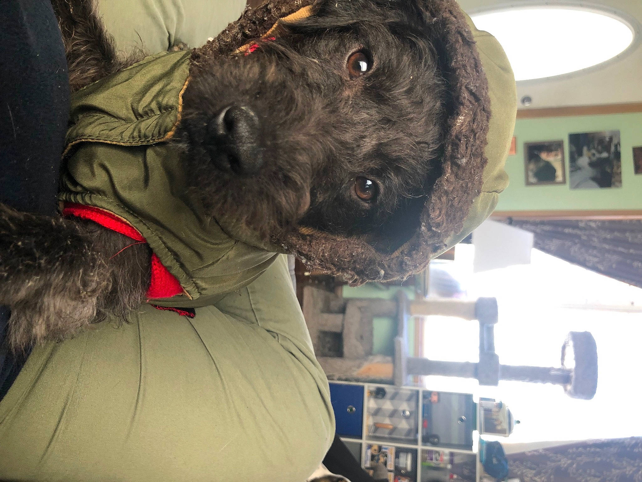 Fynn is registered to the contest to win money with this photo: canidae, carnivore, collar, companion_dog, dog, dog_breed, dog_collar, fur, giant_dog_breed, hat, kerry_blue_terrier, personal_protective_equipment, picture_frame, schnauzer, small_terrier, snout, sporting_group, terrier, window, working_animal