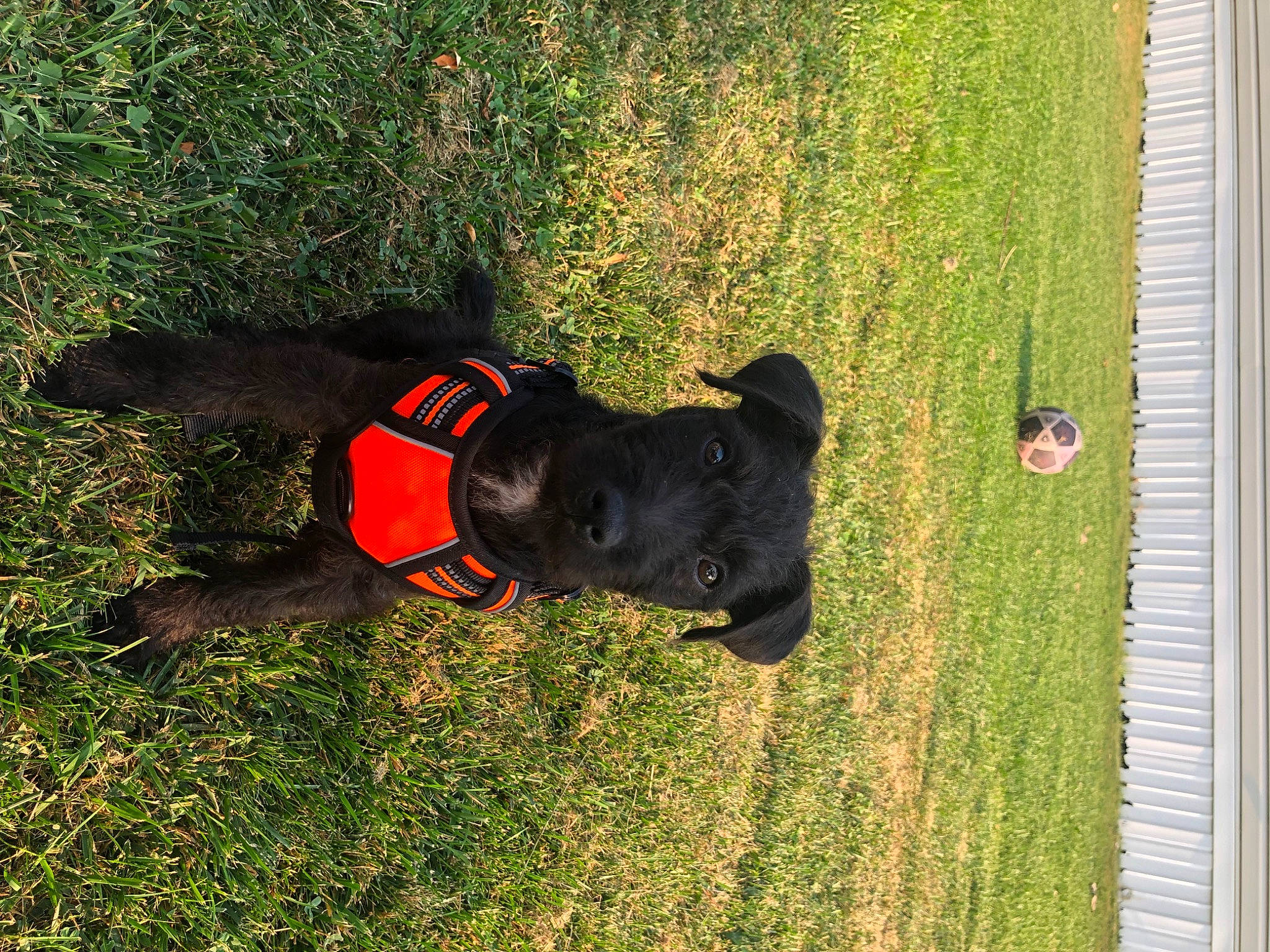 Fynn joined the competition — help win amazing prizes! canidae, carnivore, collar, companion_dog, dog, dog_breed, dog_collar, dog_supply, grass, guard_dog, pet_supply, plant, shadow, snout, sporting_group, tail, tints_and_shades, window, working_animal, working_dog