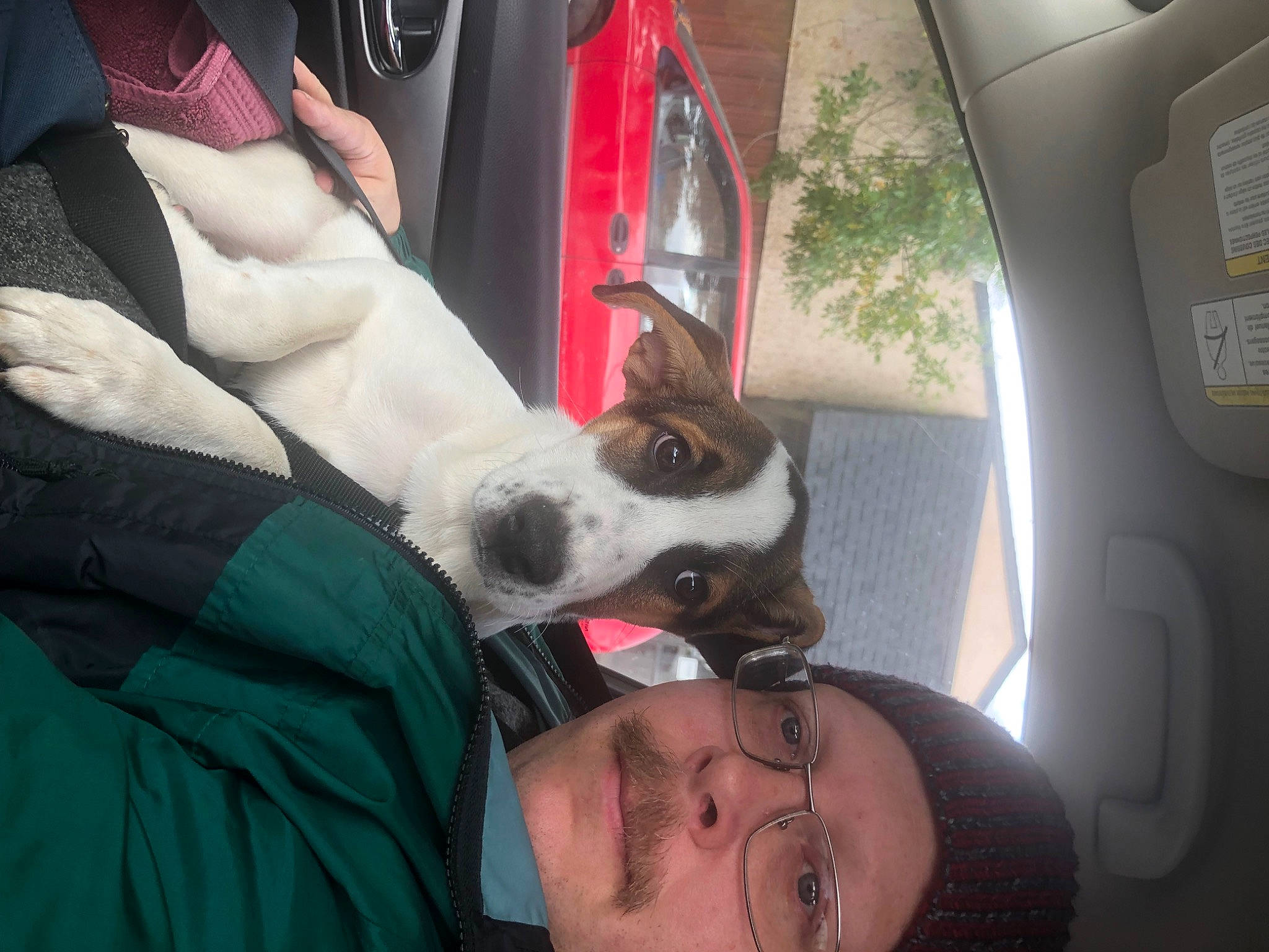 Gracie is registered to the contest to win money with this photo: auto_part, carnivore, comfort, companion_dog, dog, dog_breed, ear, eyewear, family_car, fawn, finger, foot, gesture, hand, human_leg, jaw, nail, snout, vehicle_door, whiskers