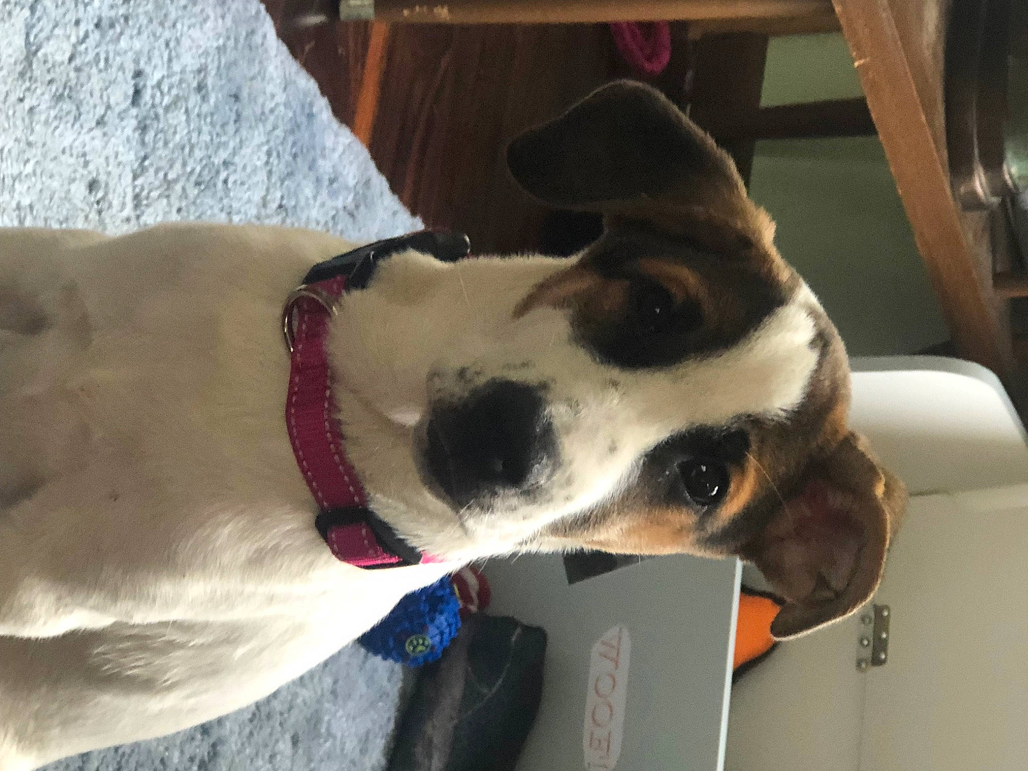 Gracie joined the competition — help win amazing prizes! canidae, carnivore, collar, companion_dog, dog, dog_breed, dog_collar, dog_supply, ear, fang, fawn, fur, jaw, leash, pet_supply, snout, sporting_group, whiskers, wood, working_animal