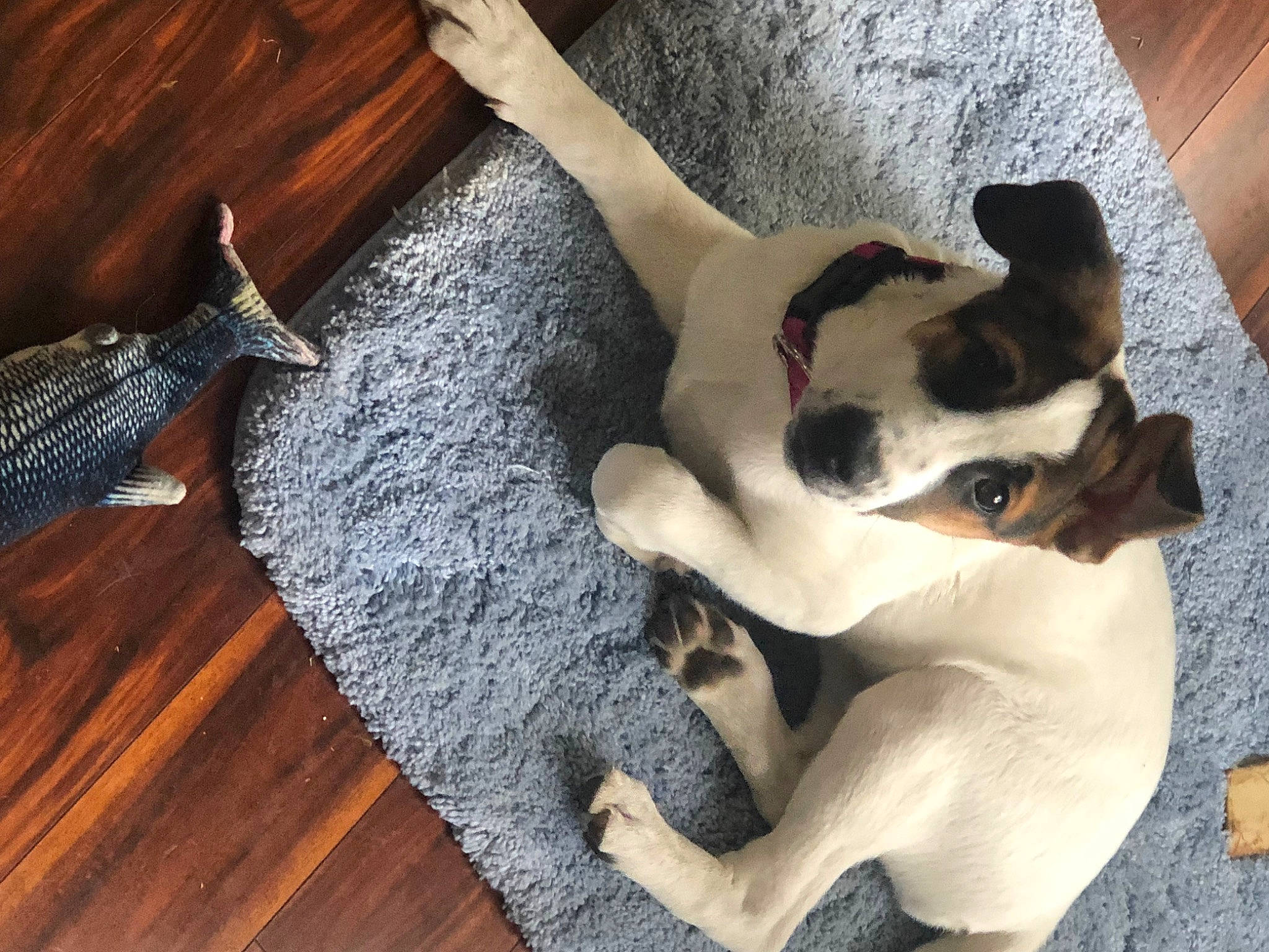 Gracie is registered to the contest to win money with this photo: canidae, carnivore, comfort, companion_dog, dog, dog_breed, fawn, felidae, flooring, fur, hardwood, human_leg, paw, small_to_medium_sized_cats, snout, sporting_group, tail, wood, wood_stain, working_animal