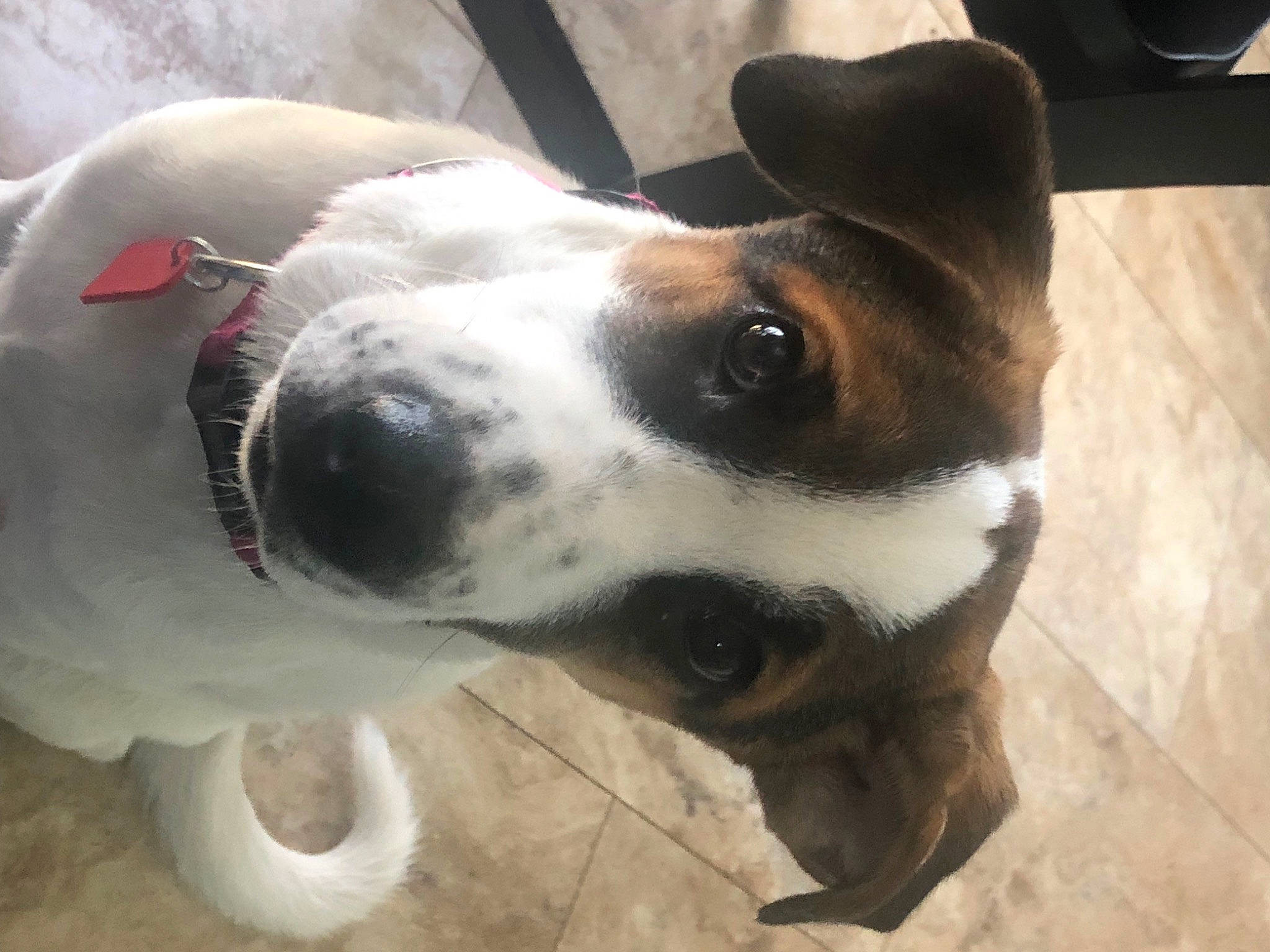 Gracie is registered to the contest to win money with this photo: canidae, carnivore, collar, companion_dog, dog, dog_breed, dog_collar, dog_supply, ear, fawn, fur, head, metal, non_sporting_group, pet_supply, snout, sporting_group, terrestrial_animal, whiskers, working_animal