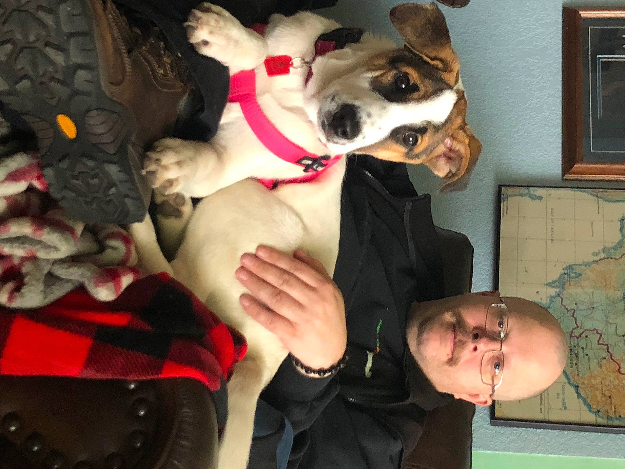 Gracie is registered to the contest to win money with this photo: canidae, carmine, carnivore, companion_dog, dog, dog_breed, dog_clothes, ear, eyewear, fawn, fun, fur, gesture, mammal, organ, picture_frame, snout, toy_dog, window, working_animal