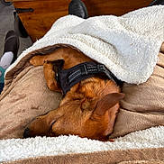 Bandit a rejoint le concours — aidez-le/la à gagner de superbes lots ! dog, sleeping, blanket, brown, cozy, indoor, fur, pet, resting, harness, wooden_table, magazines, footwear, comfort, relaxation, paw, soft_texture, nap, animal, domestic