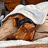 dog, sleeping, blanket, brown, cozy, indoor, fur, pet, resting, harness, wooden_table, magazines, footwear, comfort, relaxation, paw, soft_texture, nap, animal, domestic