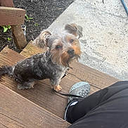 Bingo joined the competition — help win amazing prizes! animal, casual, companion, concrete_path, cute, daylight, dog, footwear, fur, greenery, human_leg, leash, looking_up, mulch, outdoor, patterned_shoes, pet, sidewalk, small_dog, wooden_steps
