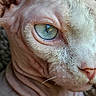 sphynx_cat, close_up, cat, blue_eye, wrinkled_skin, whiskers, pet, animal, feline, face, nose, skin_texture, portrait, indoor, macro, detail, eye, pink_nose, whisker, hairless_cat