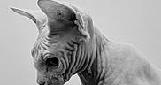 Pio participe au concours pour gagner de l'argent avec cette photo : sphynx_cat, hairless_cat, black_and_white, portrait, wrinkled_skin, animal, pet, feline, ears, side_view, indoor, close_up, curious, looking_down, smooth_background, monochrome, studio, isolated, mammal, domestic_cat
