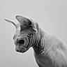 sphynx_cat, hairless_cat, black_and_white, portrait, wrinkled_skin, animal, pet, feline, ears, side_view, indoor, close_up, curious, looking_down, smooth_background, monochrome, studio, isolated, mammal, domestic_cat