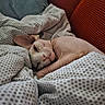 sphynx_cat, hairless_cat, cat, pet, sleeping, blanket, couch, indoor, cozy, resting, feline, closeup, patterned_blanket, red_couch, relaxing, soft_texture, animal, nap, cute, home