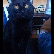 Crapule participe au concours pour gagner de l'argent avec cette photo : cat, black_cat, animal, pet, sitting, portrait, yellow_eyes, pointed_ears, whiskers, short_hair, indoor, home, living_room, furniture, table, chair, shelf, cozy, vertical_photo, smartphone_screenshot