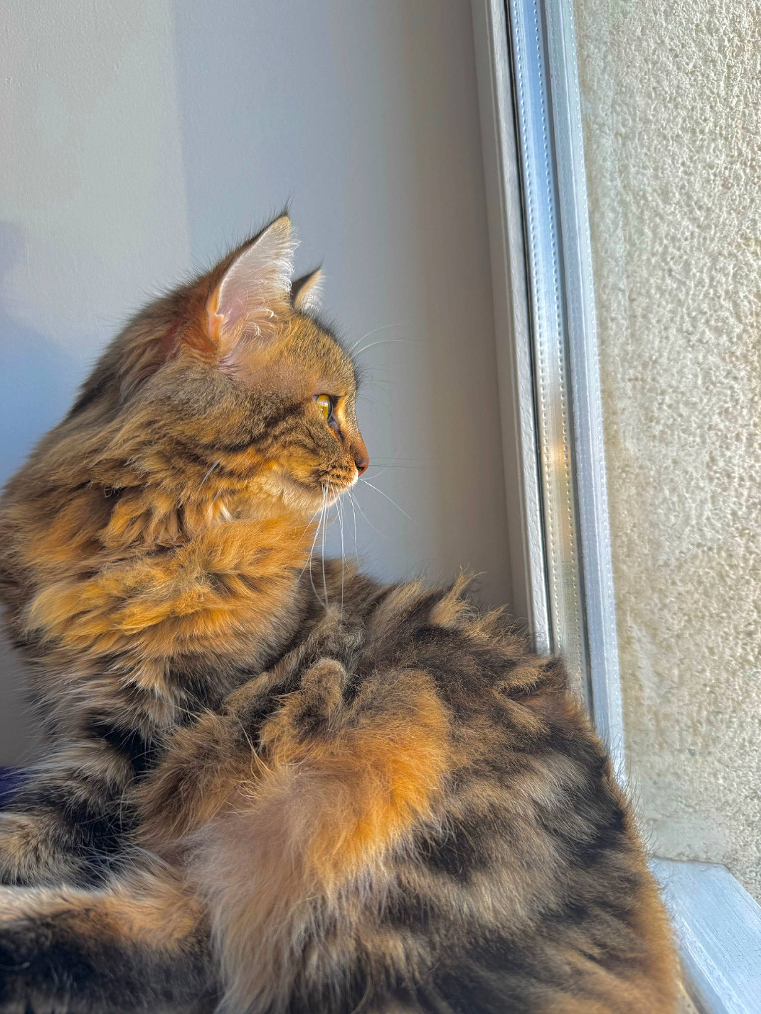 Moly a rejoint le concours — aidez-le/la à gagner de superbes lots ! carnivore, cat, claw, domestic_short_haired_cat, felidae, fur, paw, small_to_medium_sized_cats, snout, tail, terrestrial_animal, whiskers, wildlife, window