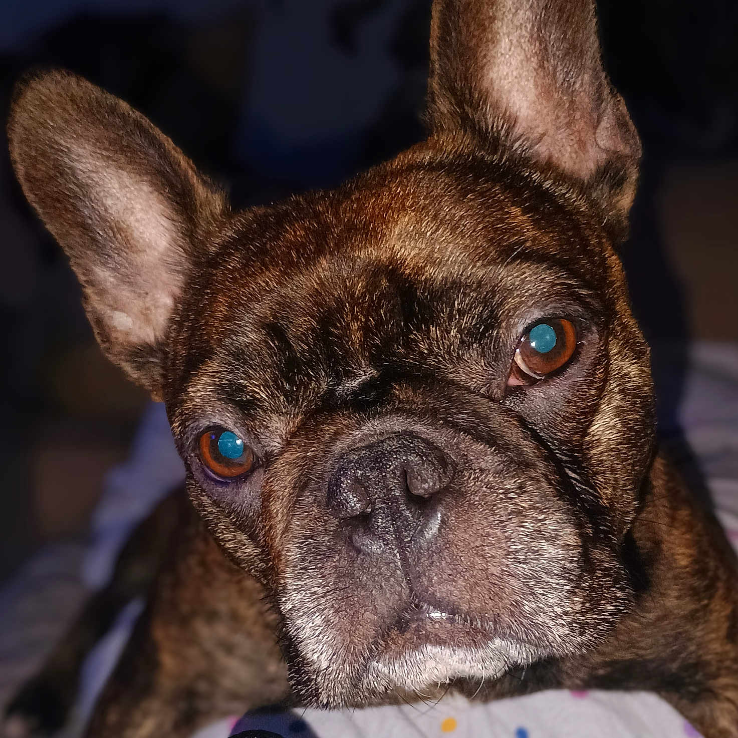 Jazzabele joined the competition — help win amazing prizes! animal, boxer, bulldog, canine, dog, frenchbulldog, pet, pitbull, puppy