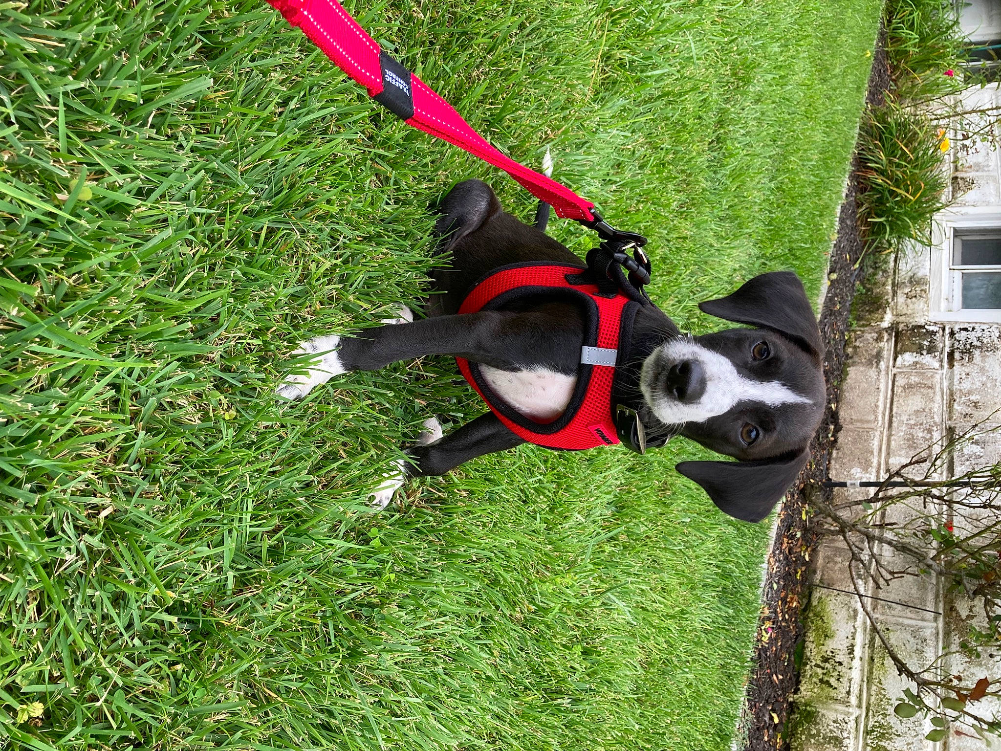 Luna joined the competition — help win amazing prizes! carnivore, collar, companion_dog, dog, dog_breed, dog_collar, dog_sports, dog_supply, grass, leash, personal_protective_equipment, pet_supply, plant, snout, sports_equipment, tail, toy, tree, window, working_animal