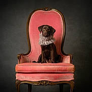 Layla is registered to the contest to win money with this photo: dog, puppy, labrador, brown_dog, pink_chair, vintage_furniture, ruffled_collar, portrait, studio_lighting, elegant, antique_chair, sitting, indoor, pet, cute, furniture, classic_style, dark_background, animal, canine